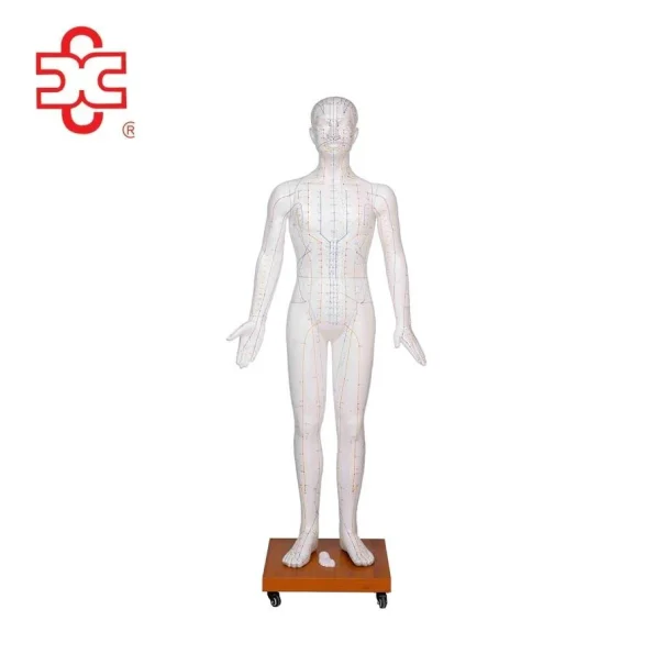 Acupuncture Manikin Model 178CM Fiber Glass Sexless XC-501B Xincheng