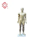 Acupuncture Manikin PVC 84CM (Copper Color) Medical Science Model
