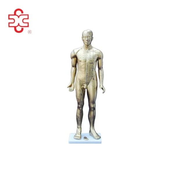 Acupuncture Manikin PVC 84CM (Copper Color) Medical Science Model