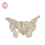 Adult Male and Female Bony Pelvis Skeleton Model PVC Material Medical Teaching Model with 3-Year Warranty
