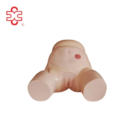 Advanced Female Urethral Catheterization Simulator