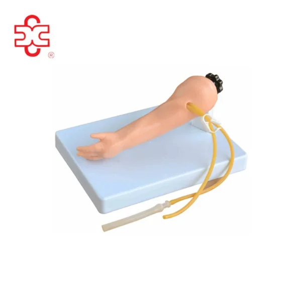 Advanced Infant Venipuncture Arm Anatomical Model for Medical Science Model XC-484