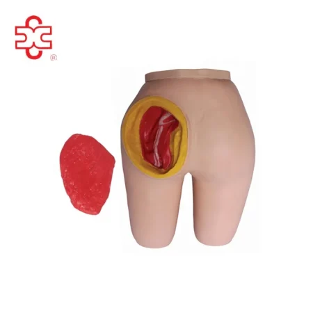 Advanced Intramuscular Injection Training PVC Manikin Artificial Buttocks Model Xincheng XC-453 for Medical Science