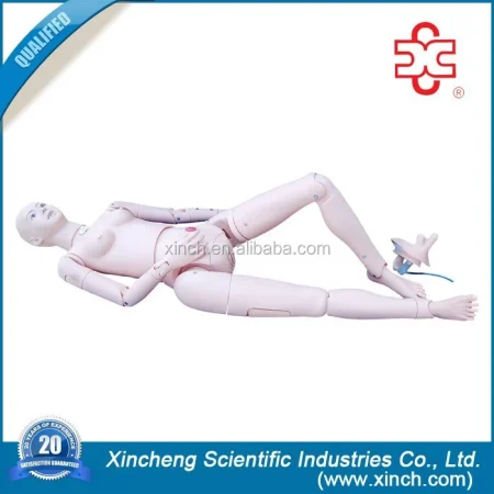 Advanced Multifunctional Nursing Training Medical Simulator PVC Material XC Brand ISO Certified Model XC-401C 14-Month Warranty