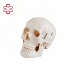 Anatomy Skull Model for Hospital and Lab