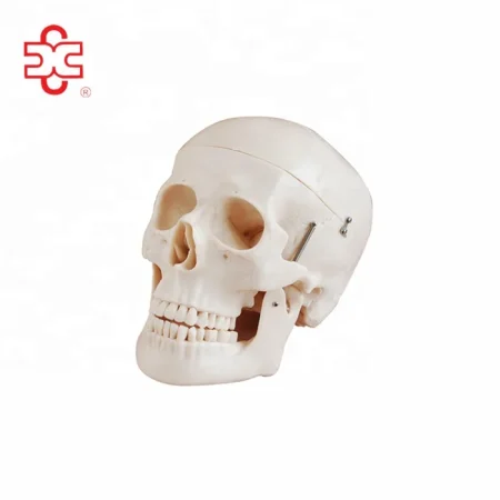 Anatomy Skull Model for Hospital and Lab