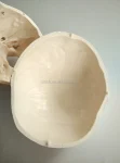 Anatomy Skull Model for Hospital and Lab