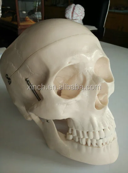Anatomy Skull Model for Hospital and Lab