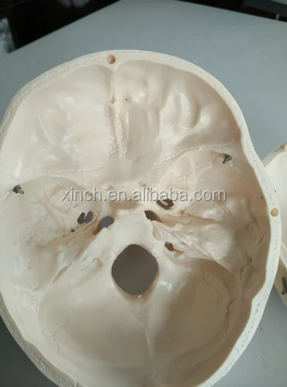 Anatomy Skull Model for Hospital and Lab
