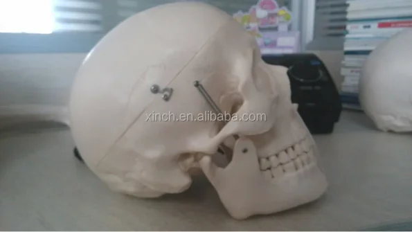 Anatomy Skull Model for Hospital and Lab