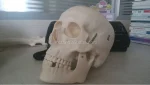 Anatomy Skull Model for Hospital and Lab