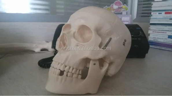 Anatomy Skull Model for Hospital and Lab