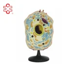 Animal Cell Model