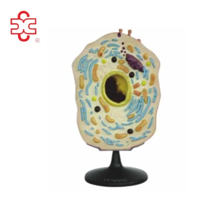Animal Cell Model