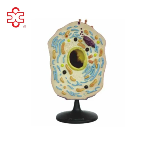 Animal Cell Model