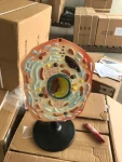 Animal Cell Model