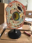 Animal Cell Model