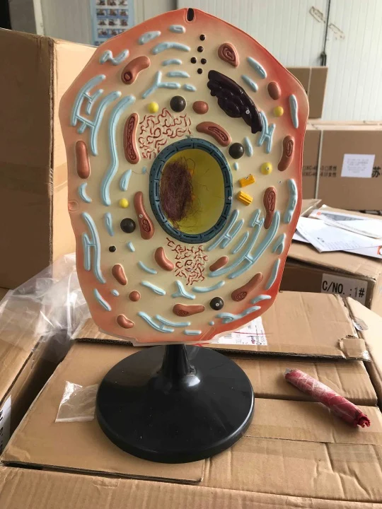 Animal Cell Model