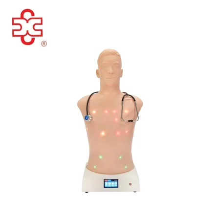 Auscultation Training Simulator Anatomical Model XC-415B