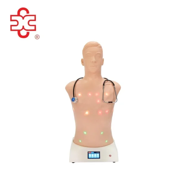 Auscultation Training Simulator Anatomical Model XC-415B