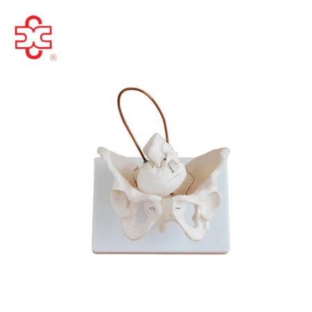 BIRTH DEMONSTRATION MODEL Medical Science PVC Bone Color ISO Certified 3-Year Warranty