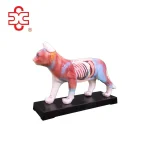CAT ACUPUNCTURE MODEL