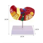 Clear Durable & Educational Pathological Liver Model for Educational Equipment