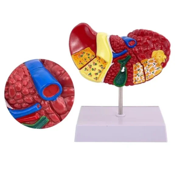 Clear Durable & Educational Pathological Liver Model for Educational Equipment