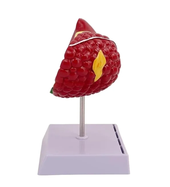 Clear Durable & Educational Pathological Liver Model for Educational Equipment