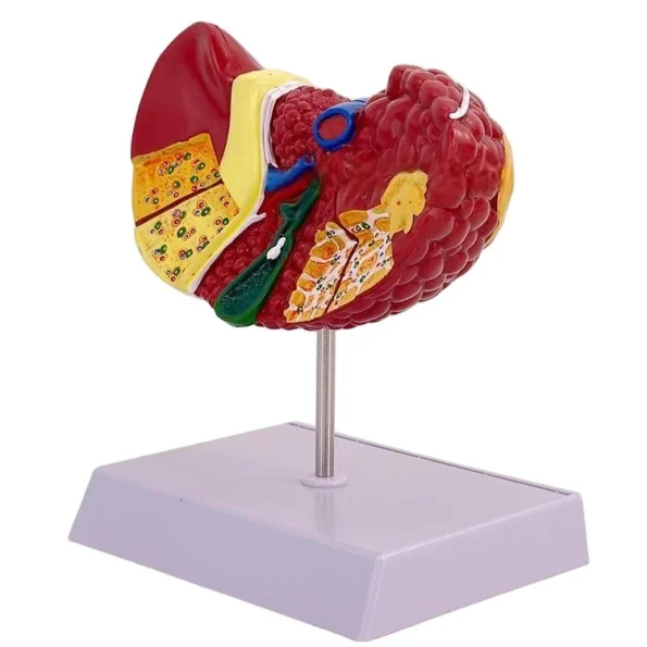 Clear Durable & Educational Pathological Liver Model for Educational Equipment