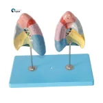 Color Coded Human Lung Segment Anatomical Model With Base Bronchus Blood Vessel Marked Lung Lobes Model for Respiratory System