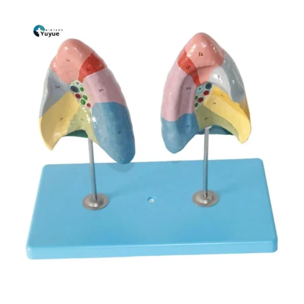 Color Coded Human Lung Segment Anatomical Model With Base Bronchus Blood Vessel Marked Lung Lobes Model for Respiratory System