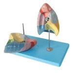 Color Coded Human Lung Segment Anatomical Model With Base Bronchus Blood Vessel Marked Lung Lobes Model for Respiratory System