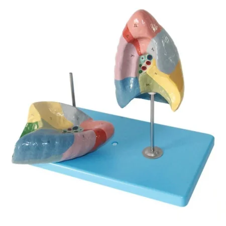 Color Coded Human Lung Segment Anatomical Model With Base Bronchus Blood Vessel Marked Lung Lobes Model for Respiratory System