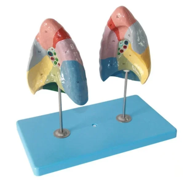Color Coded Human Lung Segment Anatomical Model With Base Bronchus Blood Vessel Marked Lung Lobes Model for Respiratory System