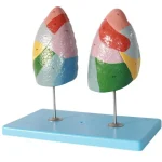 Color Coded Human Lung Segment Anatomical Model With Base Bronchus Blood Vessel Marked Lung Lobes Model for Respiratory System