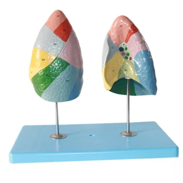 Color Coded Human Lung Segment Anatomical Model With Base Bronchus Blood Vessel Marked Lung Lobes Model for Respiratory System