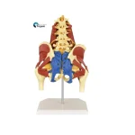 Color Coded Lumbar Pelvis Anatomy Model With Muscle Nerve and Sacrum Tissue Spine Structure Teaching Model
