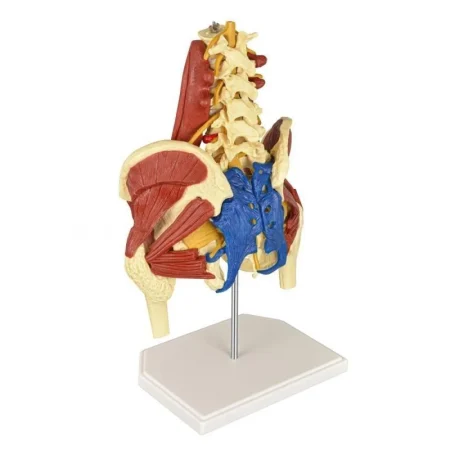 Color Coded Lumbar Pelvis Anatomy Model With Muscle Nerve and Sacrum Tissue Spine Structure Teaching Model