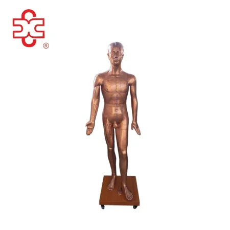 Copper Color Fiberglass Manikin Acupuncture Point Model with 2 Sizes (178cm 84cm) for Medical Science
