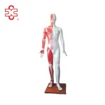 Deluxe Acupuncture Model 178cm
