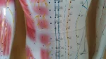 Deluxe Acupuncture Model 178cm