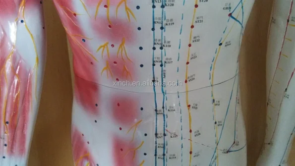Deluxe Acupuncture Model 178cm