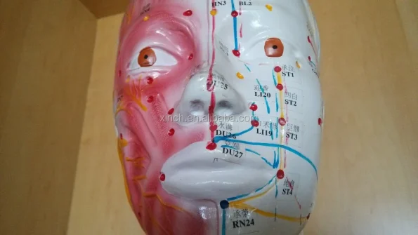 Deluxe Acupuncture Model 178cm