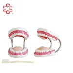 Dental Demonstration Manikin Models PVC Teeth Care Model with Brush Xincheng Brand