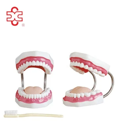 Dental Demonstration Manikin Models PVC Teeth Care Model with Brush Xincheng Brand