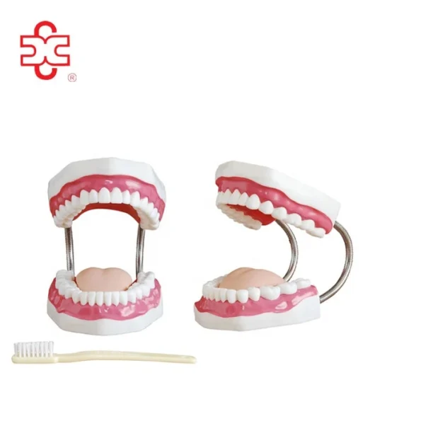 Dental Demonstration Manikin Models PVC Teeth Care Model with Brush Xincheng Brand