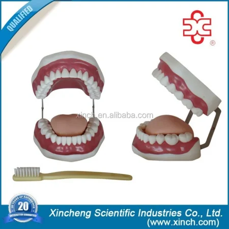 Dental Demonstration Manikin Models PVC Teeth Care Model with Brush Xincheng Brand