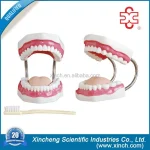 Dental Demonstration Manikin Models PVC Teeth Care Model with Brush Xincheng Brand