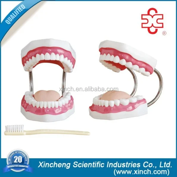 Dental Demonstration Manikin Models PVC Teeth Care Model with Brush Xincheng Brand